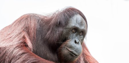 Photo for Bornean orangutan closeup shot on face and big eyes - Royalty Free Image