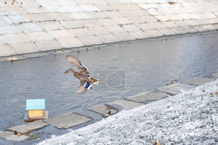 Téléchargez les photos : Colvert, canard en vol sur la rivière de la ville - en image libre de droit