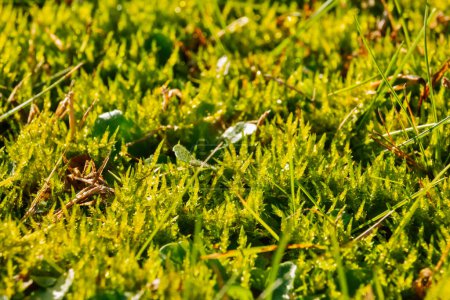 Photo for Beautiful green meadow with moss - Royalty Free Image