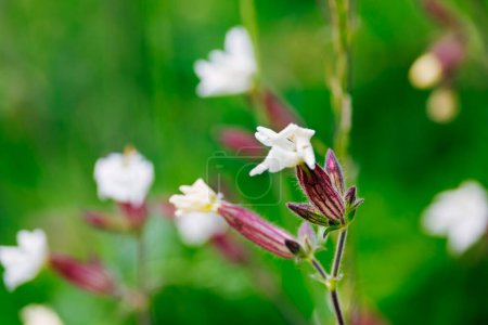 Téléchargez les photos : Silene latifolia-blanc campion dans un champ - en image libre de droit