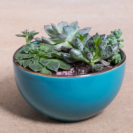 Téléchargez les photos : "Terrarium, sand, rock, succulent, cactus in the blue pot" - en image libre de droit