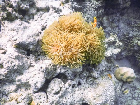 Téléchargez les photos : "Anémone de mer. Incroyable concept de monde sous-marin - en image libre de droit
