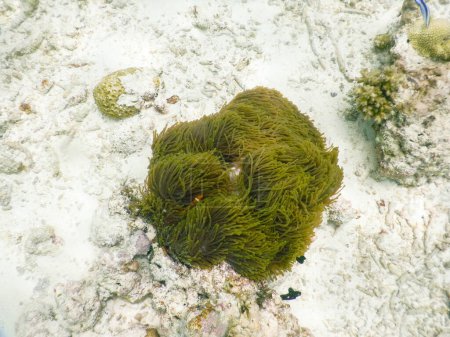 Téléchargez les photos : "Anémone de mer. Incroyable concept de monde sous-marin - en image libre de droit
