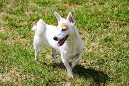 Téléchargez les photos : Mignon chien blanc sur herbe verte. Jack Russell Terrier - en image libre de droit