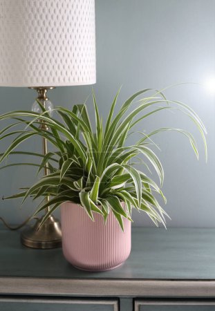Photo for Home plant design background view - Royalty Free Image