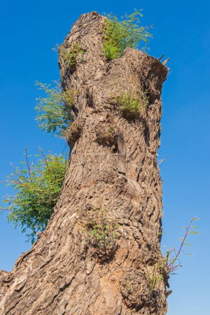 Foto de "Closeup detail of large tree trunk with new growth" - Imagen libre de derechos