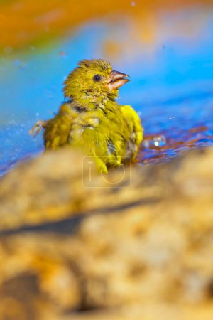 Téléchargez les photos : Petit oiseau sur fond nature, gros plan - en image libre de droit