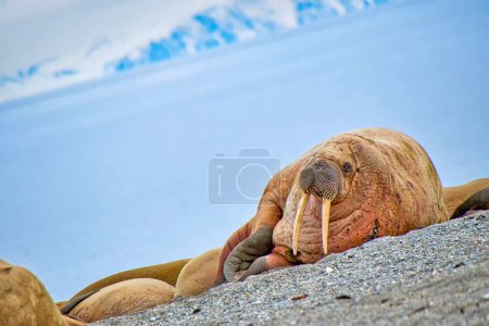 Photo for Walruses on beach  on nature, travel background - Royalty Free Image