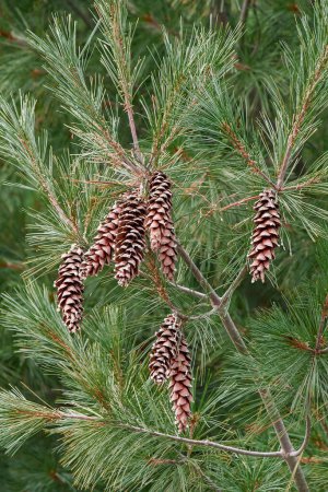 Photo for Close-up image of Eastern white pine cones - Royalty Free Image