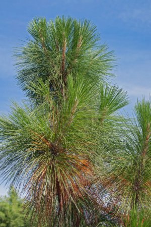 Photo for Longleaf pine tree background view - Royalty Free Image