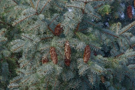 Photo for Cones and foliage of Colorado spruce - Royalty Free Image