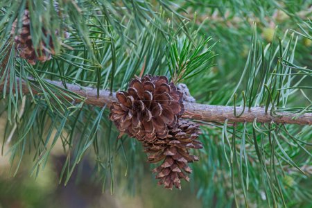 Foto de Imagen de cerca de conos de pino de Virginia - Imagen libre de derechos