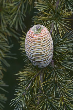 Photo for Close-up image of Deodar cedar cone - Royalty Free Image