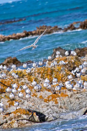 Téléchargez les photos : De nombreux oiseaux sur le rocher sur fond de nature - en image libre de droit