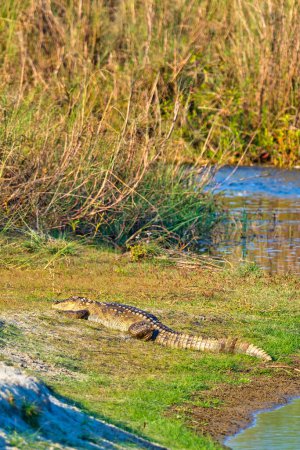 Photo for A large crocodile is resting on the grass  on nature background - Royalty Free Image