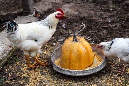 Téléchargez les photos : "Les poules picorent du grain dans la cour" - en image libre de droit