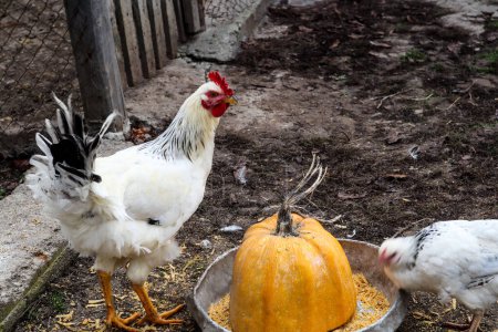 Foto de "Las gallinas picotean grano en el patio" - Imagen libre de derechos