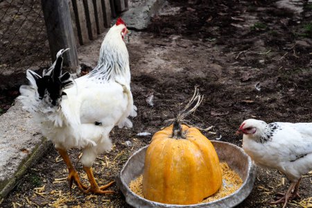 Téléchargez les photos : "Hens are pecking grain in the yard" - en image libre de droit