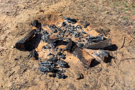 Photo for Burnt wood and coals from a recent campfire in The Blue Mountains in regional New South Wales in Australia - Royalty Free Image