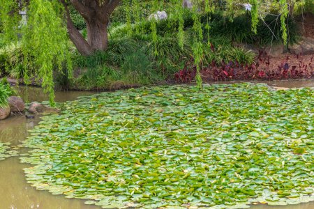 Foto de Lirios de agua verde en un gran estanque de jardín - Imagen libre de derechos