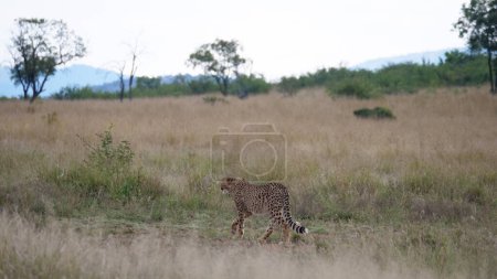 Photo for Cheetah animal in nature, flora and fauna concept - Royalty Free Image