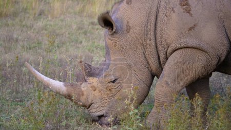 Foto de "De cerca de un rinoceronte blanco " - Imagen libre de derechos