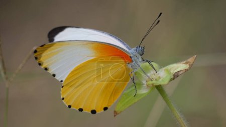 Foto de "Una mariposa común de la frontera punteada" - Imagen libre de derechos