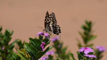 Foto de Citrus Swallowtail Butterfly, vista diurna - Imagen libre de derechos
