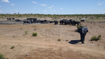 Téléchargez les photos : Herd of elephants around a waterpool - en image libre de droit