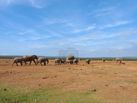 Téléchargez les photos : Groupe d'éléphants marchant vers une piscine d'eau - en image libre de droit