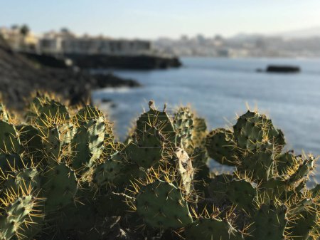 Foto de Coloridos cactus en maceta durante el día - Imagen libre de derechos