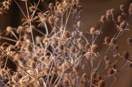 Téléchargez les photos : Bouquet of wildflowers dry thistle on brown background - en image libre de droit