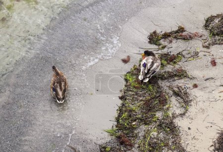 Foto de Hermosa pareja de patos nadando en el agua en una costa en Alemania. - Imagen libre de derechos