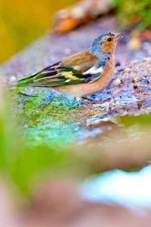 Téléchargez les photos : Belle vue du petit oiseau assis - en image libre de droit
