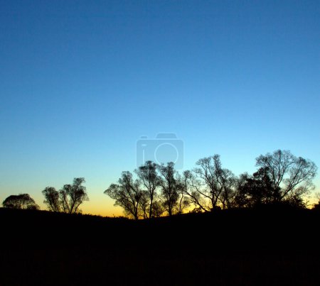 Foto de Árboles siluetas vista panorámica - Imagen libre de derechos