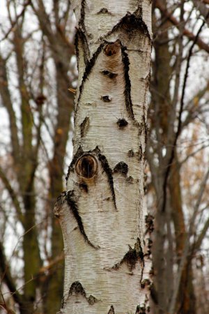 Téléchargez les photos : Bouleau arbre en bois vue rapprochée - en image libre de droit
