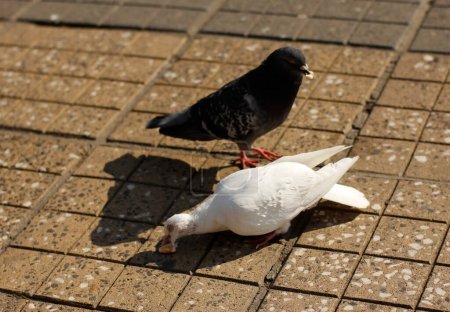 Téléchargez les photos : Manger des colombes vue rapprochée - en image libre de droit