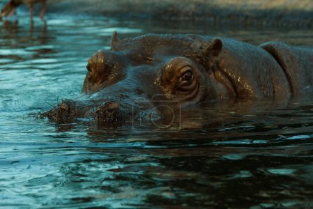Photo for Moustached hippopotamus  close-up view - Royalty Free Image