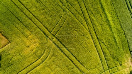 Photo for Top view of green field. - Royalty Free Image