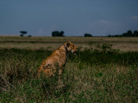 Téléchargez les photos : Lionne assise dans la savane, photographie de profil, parc national de Tanzanie - en image libre de droit