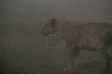 Foto de Leona caminando a través de la niebla - Parque Nacional Savana Tanzania - Imagen libre de derechos