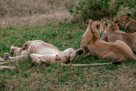 Téléchargez les photos : Liyng lions dans le parc national en Tanzanie - en image libre de droit