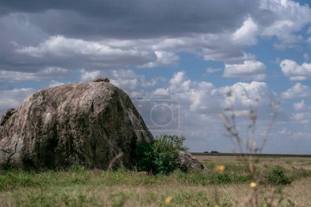 Téléchargez les photos : Lioness lying on the huge rock - Tanzania national park - en image libre de droit