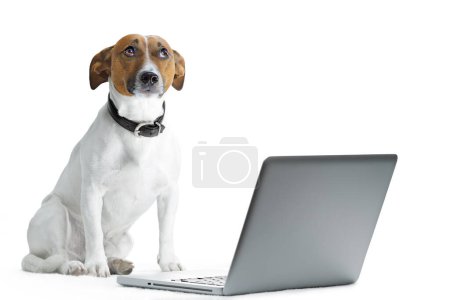 Photo for Dog using laptop isolated on white background - Royalty Free Image