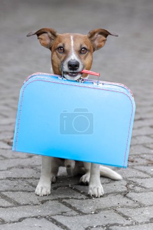 Photo for Homeless dog with suitcase - Royalty Free Image