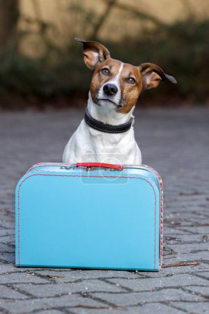 Foto de Perro sin hogar con maleta - Imagen libre de derechos