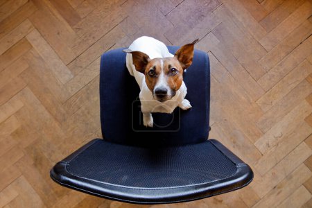 Foto de Triste perro sentado en silla - Imagen libre de derechos
