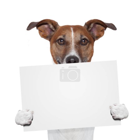 Téléchargez les photos : Espace réservé bannière chien studio tourné - en image libre de droit