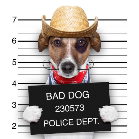 Photo for Bad mexican dog studio shot - Royalty Free Image