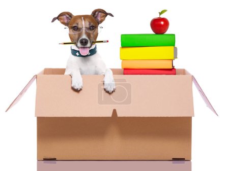 Photo for Nice close up view of moving box dog - Royalty Free Image